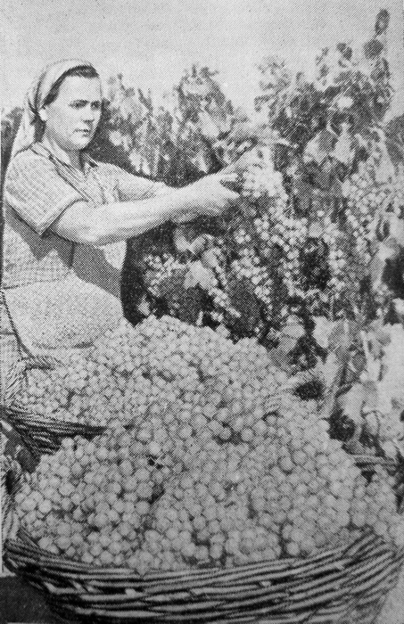 И.С. Мельникова